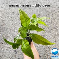 Bolbitis Asiatica - เฟรินใบแฉก ต้นไม้น้ำ พร้อมปลูก ** กรุณาอ่านรายละเอียดก่อนสั่งซื้อ **