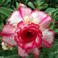 12 เมล็ด เมล็ดพันธุ์ ชวนชม สายพันธุ์ไต้หวัน ดอกซ้อน Adenium Seed กุหลาบทะเลทราย Desert Rose ราชินีบอนไซ เปอร์เซ็นการงอก  80-90% มีคู่มือปลูก