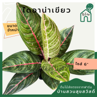 ไดอาน่าเขียว กระถาง 5-6 นิ้ว อโกลนีมา ด่างแบบโดดเด่น aglaonema ไม้แรร์