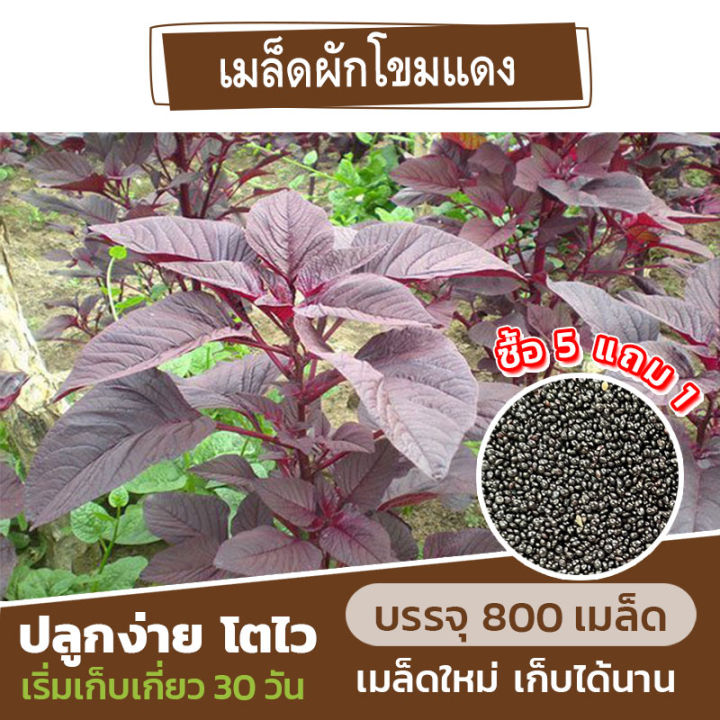 เมล็ดผักโขมแดง แบ่งขาย 800 เมล็ด (ซื้อ 5 แถม 1) คละชนิดได้