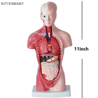 KITTENBABY โมเดลลำตัวมนุษย์ทั้งชายและหญิงอะนาโตมีระบบโครงกระดูกอวัยวะภายใน