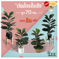 ((สินค้ายอดนิยม!!)) ต้นไทรใบสัก เสมือนจริง สูง 70 ซม. พร้อมกระถางพลาสติก #ต้นไม้ปลอม #ต้นไม้ประดิษฐ์ #Leeartplants