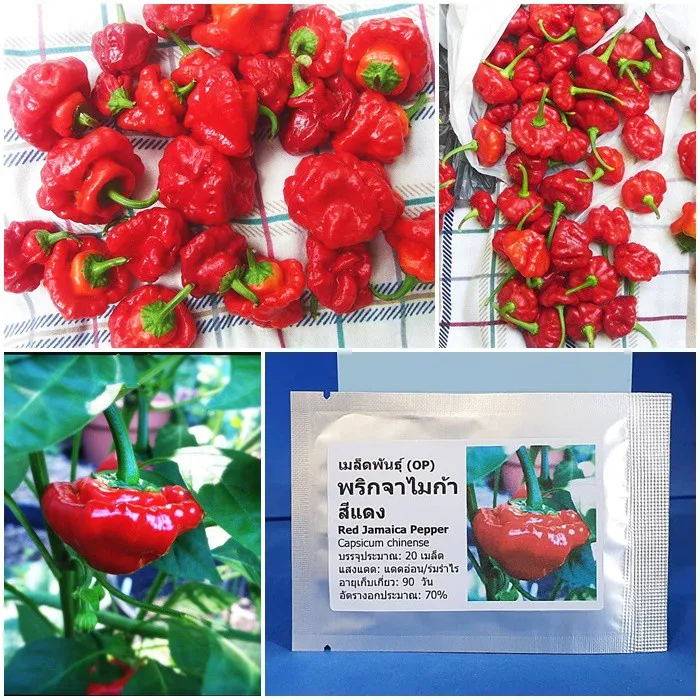 Orignal เมล็ดพันธุ์ พริกจาไมก้า สีแดง (Red Jamaica Pepper Seed) บรรจุ
