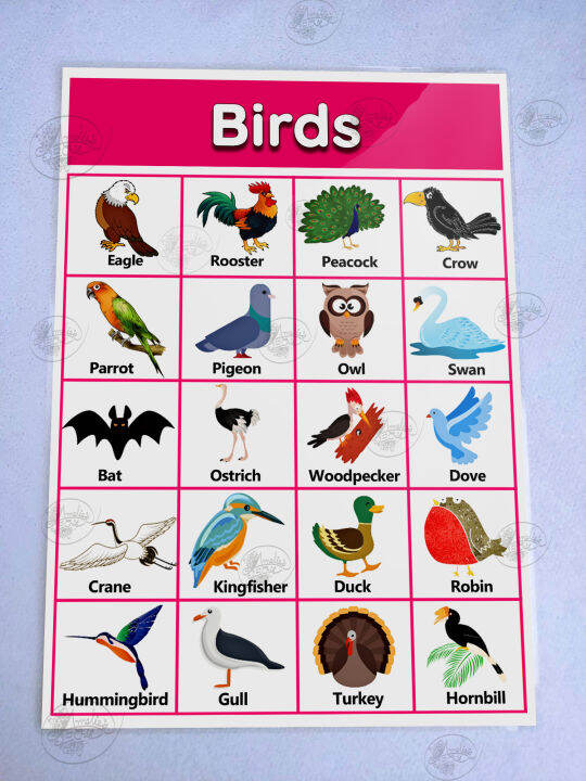 Birds Chart for Kids