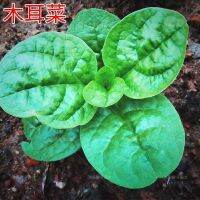 Large round-leaf fungus vegetable falling sunflower purple leaf field balcony potted spring and summer sowing climbing vine seedlings