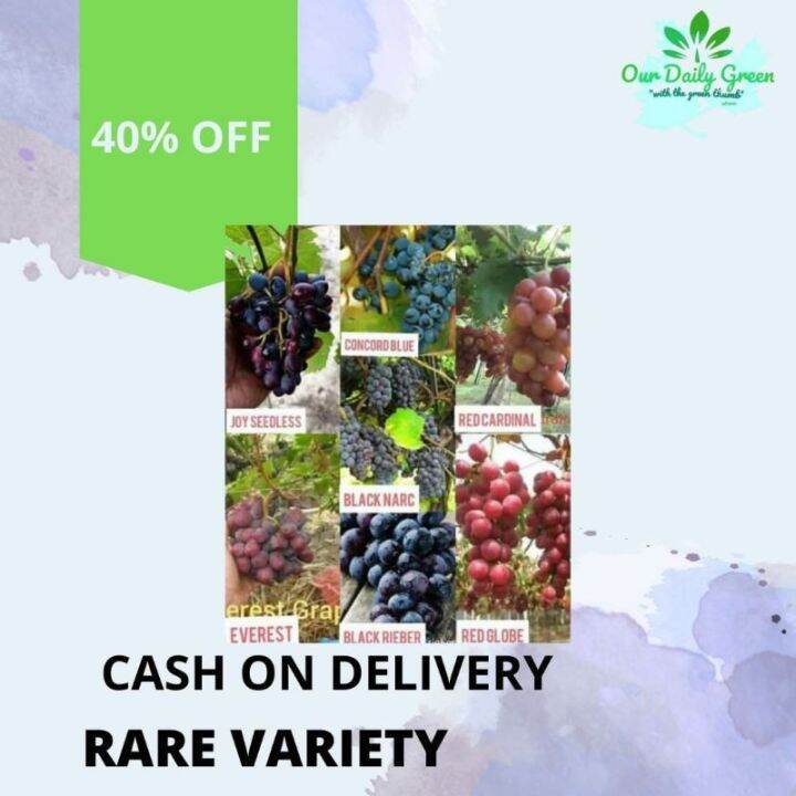 GRAPES VARIETY CUTTINGS ON SALE!!! Lazada PH