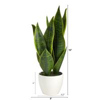 พืชเทียม Sansevieria