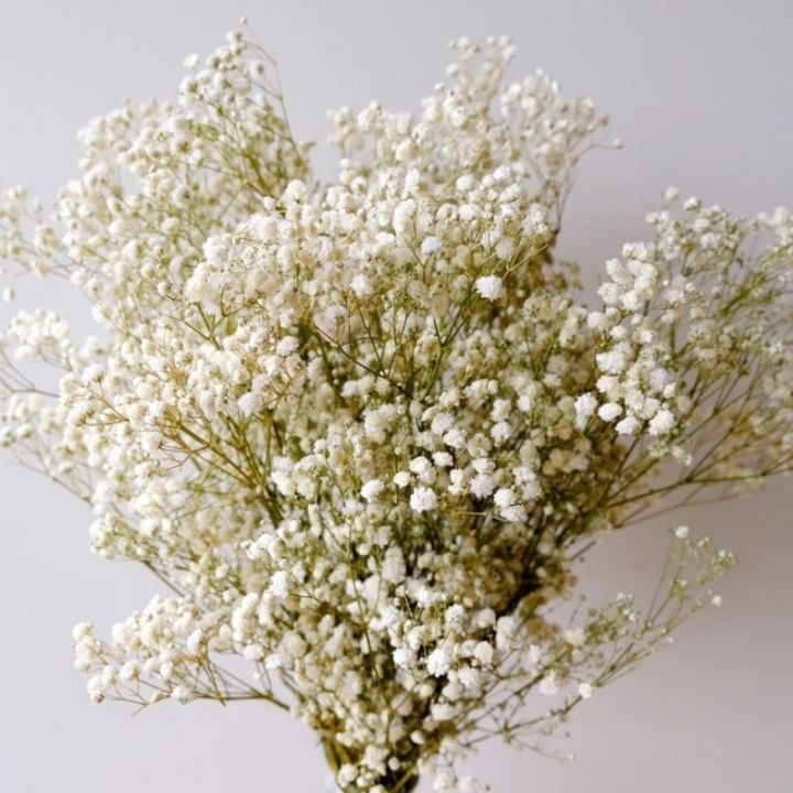 Babysbreath Gypsophila Dried Flower(medium bunch)real flower DRIED ...