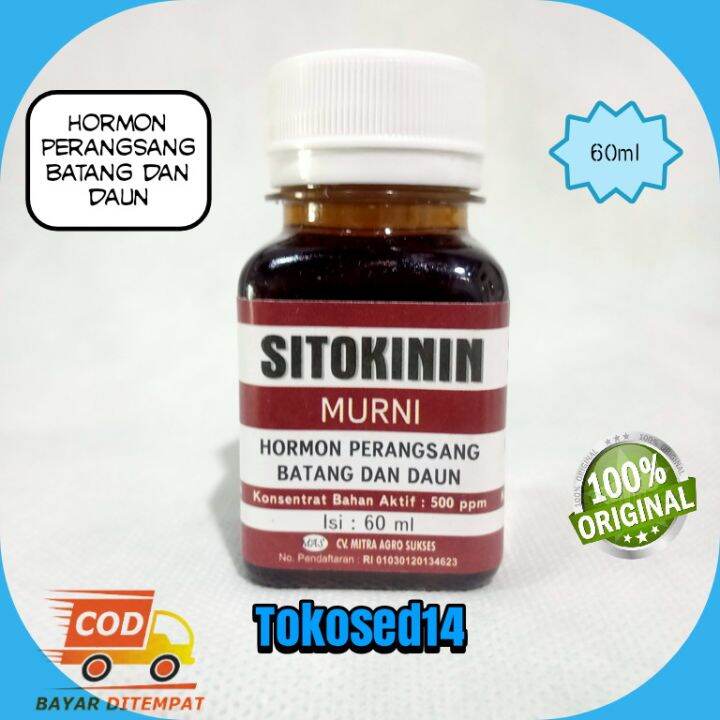 Sitokinin Murni Zpt Hormon Batang Dan Daun Tunas Sitokinin Aglonema