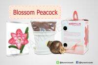 หัวว่านสี่ทิศฮอลแลนด์ เกรดส่งออก พันธุ์ Blossom Peacock พร้อมชุดปลูก Amaryllis bulb With box set (Blossom Peacock) from Dynamic seeds