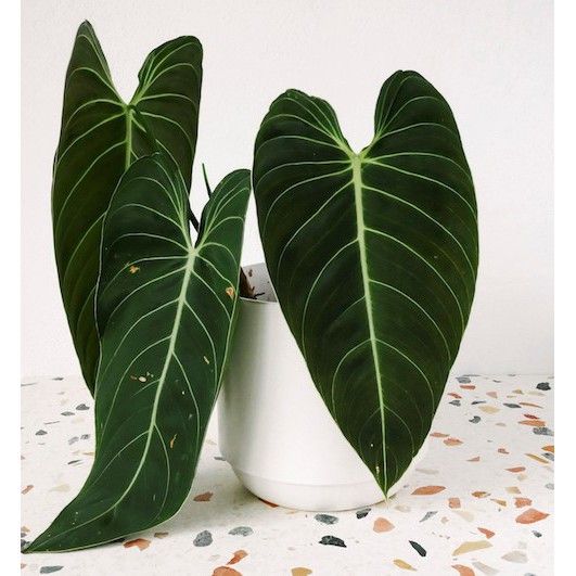 Philodendron Melanochrysum (Melano) Cutting with leaf/leaves and roots ...
