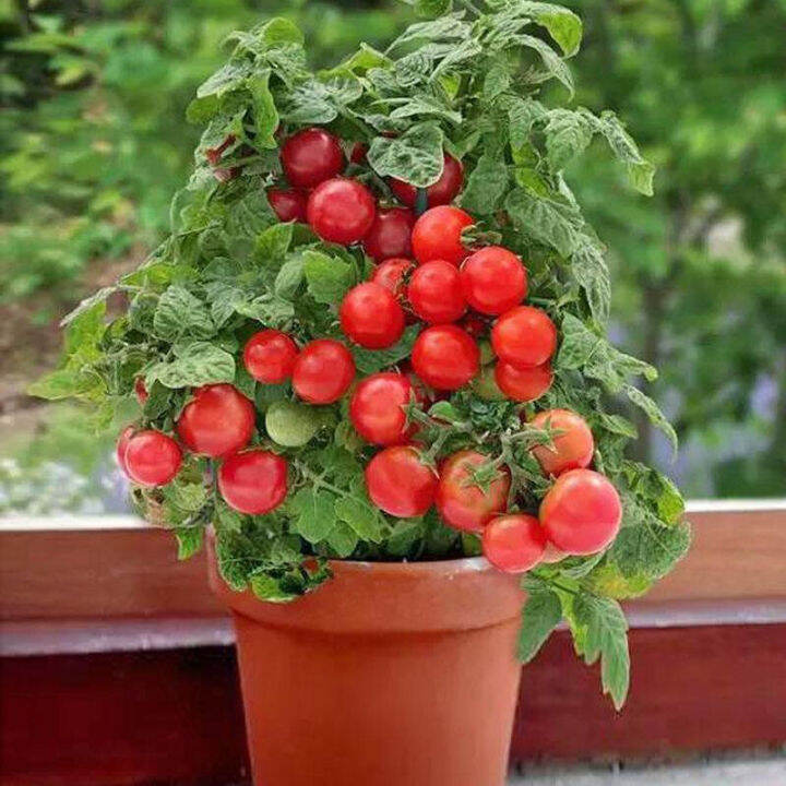 [Easy To Grow] Binhi ng mga gulay Red Cherry Tomato Seeds for Planting ...