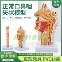 Human nose mouth throat anatomical model nasopharyngeal oropharyngeal cavity laryngeal pharynx otolaryngology model