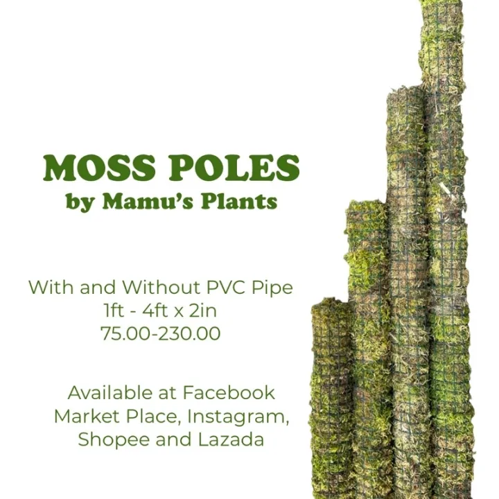 Moss Pole with PVC by Mamu's Plants Lazada PH