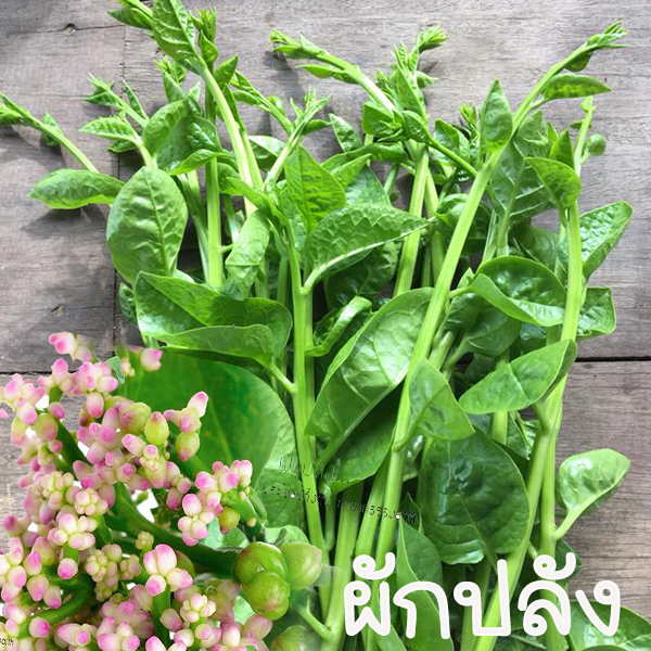 ผักปลังขาว📌ถูกที่สุด10บ.📌เมล็ดพันธุ์ผักปลังขาว 20 เมล็ด👉 ปลูกง่าย🌱 ขึ้นไว👉ใบใหญ่🌱ดกมาก