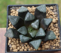 ไม้อวบน้ำ Haworthia bayeri  ไม้น่ารัก ไม้หายาก จัดส่งแบบถอดราก