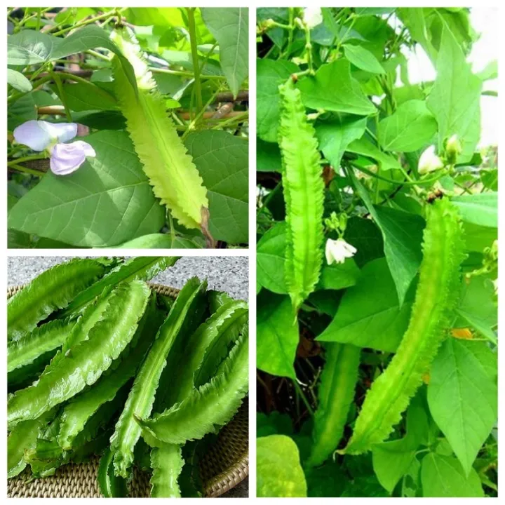 3 Benih Biji Kecipir Cicipir Cipir Jaat Kacang Botol Belingbing Embing