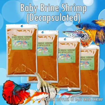 Brine shrimp 2024 for betta