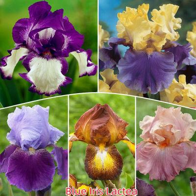 เก็บเงินปลายทาง COD 50 แคปซูลต่อแพ็ค Mixed Rare Iris Lactea Flower Seeds เมล็ดพันธุ์ ต้นไม้ประดับ เมล็ดดอกไม้ ต้นไม้ ไม้ประดับ เมล็ด ไม้ดอก พันธุ์ไม้ดอก ต้นดอกไม้ ต้นไม้หายาก ต้น บอนสี เมล็ดบอนสี บอนสีสวยๆ เมล็ดพันธุ์ดอกไม้ อัตราการงอกสูง