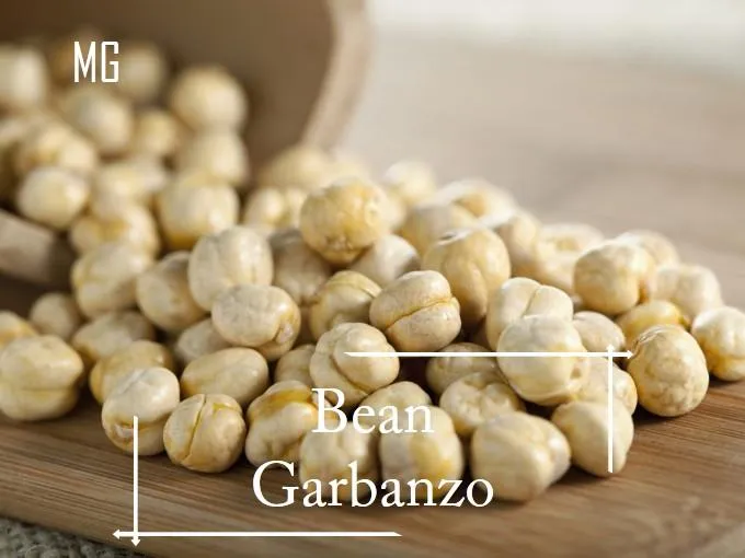 *Easy* Garbanzo Bean seeds 20 seed ( Chickpea ) *Pot Friendly* Tanam