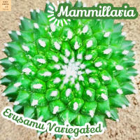 [แมม อิรุซามุ ด่าง ขาว] Mammillaria Erusamu Variegated แคคตัส ต้นไม้ ไม้หนาม ไม้ทนแล้ง กุหลาบหิน ไม้อวบน้ำ พืชอวบน้ำ succulent cactus กระบองเพชร