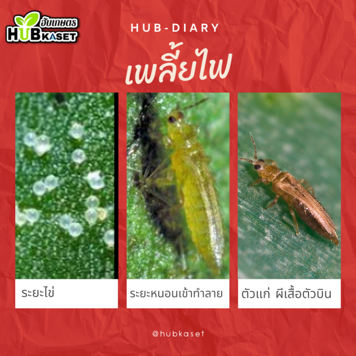 นูดิโลทริน2-5-5ลิตร-แลมบป์ดา-ไซฮาโลทริน-กำจัดหนอนเพลี้ยตัวบิน-แบบฉับพลันทันที