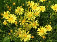 Dahlberg Daisy Flower (200 seeds) ดอกดาลเบิร์กเดซี่ (200 เมล็ด)