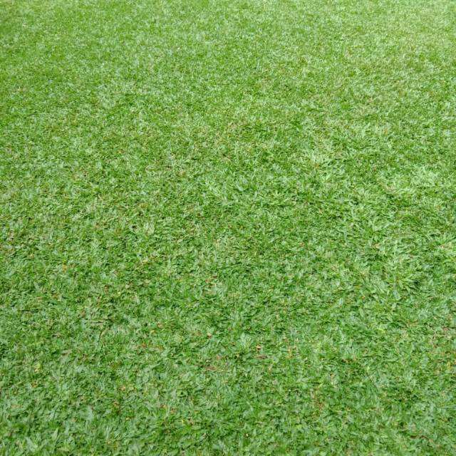 Rumput Gajah Mini 1 Meter Ready Lazada Indonesia