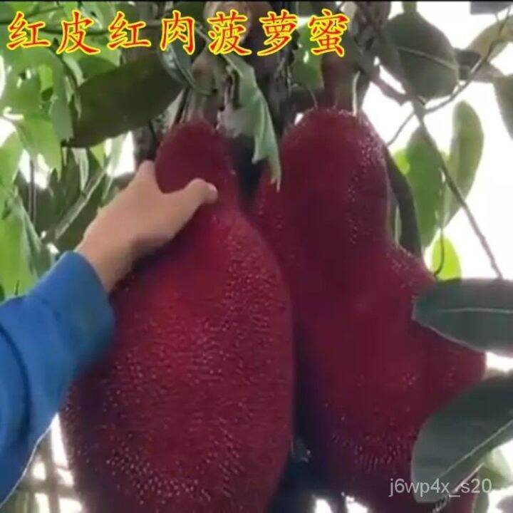 New Thailand redskinned redmeat jackfruit seedlings grafted fruit