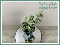 ต้นโตเกียว สโนว์ Tokyo Snow พร้อมกระถาง