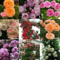 30 เมล็ด เมล็ดพันธุ์ กุหลาบ Climbing Rose Rosa Multiflora Rose Seeds ดอกใหญ่ นำเข้าจากต่างประเทศ พร้อมคู่มือ เมล็ดสด ใหม่