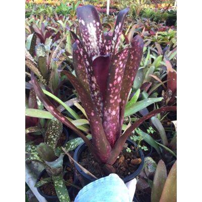 HOT** บิวคละสายพันธ์#Bill#ขายโล๊ะๆ# Neo Hybrid #ต้นสับประรดสี#สับปะรดสี##bromeliad# ต้นไม้สวยงาม# ไม้ประดับ# ตกแต่งสวน ส่งด่วน พรรณ ไม้ น้ำ พรรณ ไม้ ทุก ชนิด พรรณ ไม้ น้ำ สวยงาม พรรณ ไม้ มงคล