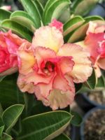 10 เมล็ด เมล็ดพันธุ์ ชวนชม สายพันธุ์ไต้หวัน ดอกสีส้ม Adenium Seeds กุหลาบทะเลทราย Desert Rose ราชินีบอนไซ อัตราเปอร์เซ็นต์การงอก 80-90% มีคู่มือปลูก