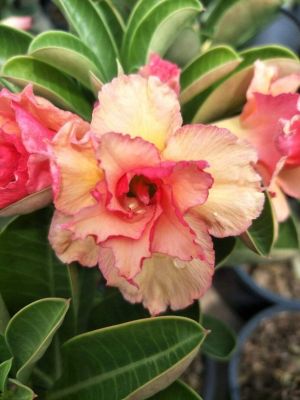 10 เมล็ด เมล็ดพันธุ์ Garden ชวนชม สายพันธุ์ Taiwan ดอกสีส้ม Adenium seed กุหลาบทะเลทราย Desert Rose ราชินีบอนไซ เมล็ดปลูก ตกแต่งสวน อัตรางอก 80-90%