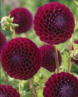 1 หัว/ออเดอร์ รักเร่ Dahlia สายพันธุ์ Black Pompon หัวรักเร่ ดอกไม้ หัวหน่อ นำเข้า เหง้า เนเธอร์แลน หัวสดใหม่