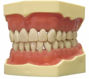 Giảm giá Mô hình giải phẫu hàm răng người  BeeCost