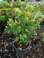 New ต้นคีรีบูน สายพันธุ์ใหม่ กระถาง 8 นิ้ว สูง60-80เซนต์ ดอกสีเขียวตองอ่อน ปลูกง่ายชอยแดดจัด ดอกสวยงาม ชอบแดด เลี้ยงง่าย