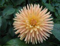 1 หัว/ออเดอร์ รักเร่ Dahlia rhizome สายพันธุ์ Embrace หัวรักเร่ ดอกไม้ หัวหน่อ เหง้า นำเข้า เนเธอร์แลน