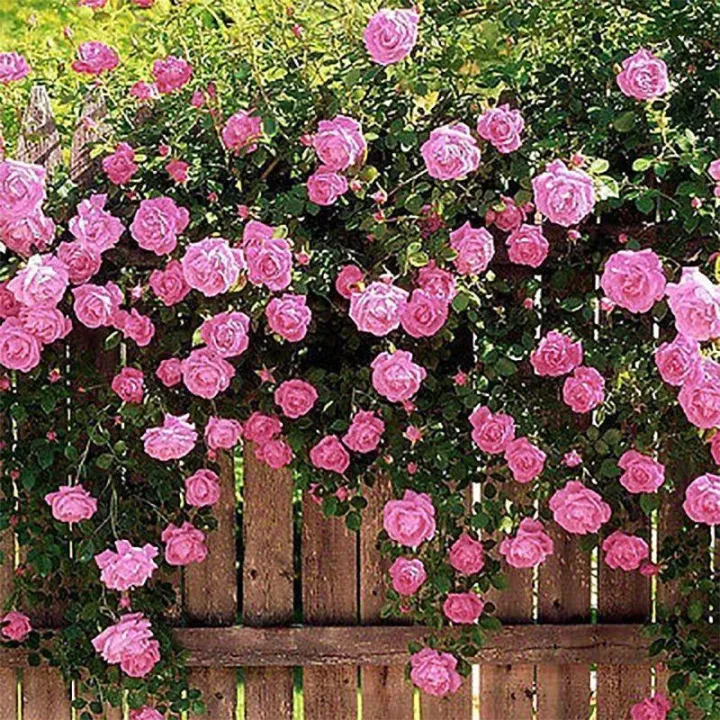 Malaysia Ready Stock 100 Pcs/Set Climbing Rose Seeds Biji Benih Bunga