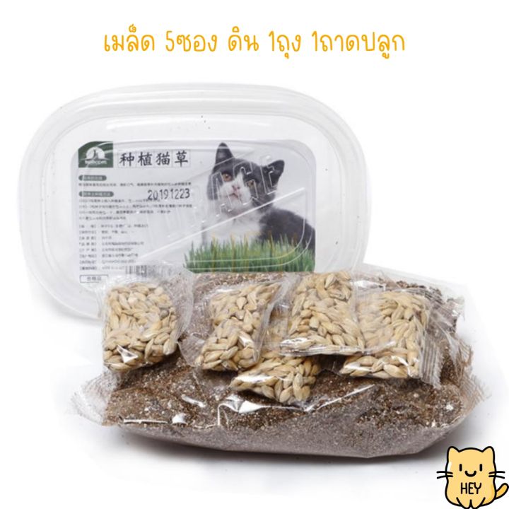 ชุดปลูกต้นอ่อนข้าวสาลี-ต้นอ่อนข้าวสาลี-ชุดปลูกข้าวสาลี-ข้าวสาลีแมว-หญ้าแมว