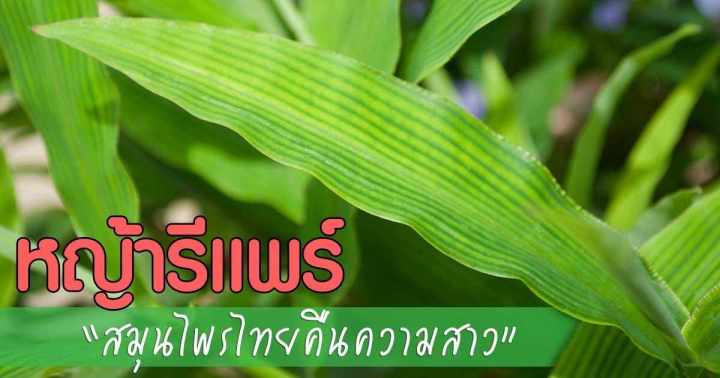 เซตบำรุงสตรี-กวาวขาวผสมชักมดลูก-ข่าหด-หญ้ารีแพร์ผง