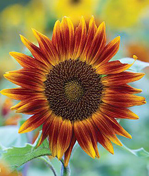 little becka sunflower flower plant seeds | Lazada PH