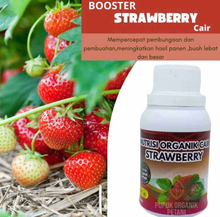 Pupuk Cair Pelebat Booster Strawberry Mempercepat Pembungaan Dan ...