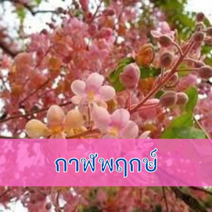 เมล็ด-กาฬพฤกษ์-ต้นขนาดใหญ่-เป็นร่มเงา-ไม้เศรษฐกิจใช้ประโยชน์ได้ทุกส่วน-จำนวน-100-เมล็ด-แถม-20-เมล็ด