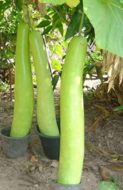 น้ำเต้าลูกยาว-long-bottle-gourd-seeds-เมล็ดพันธุ์น้ำเต้าลูกยาว-ผลใหญ่ยาว-บรรจุ-3-เมล็ด