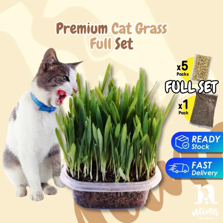 Cat Grass Set DIY Cat Grass Seed Cat Grass Kit Hairball