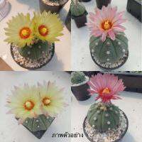 กระบองเพชร (Cactus) แอสโตรไฟตัม แอสทีเรียส (Astrophytum asterias)หัวโต ลุ้นสีและดอก ตั้งโต๊ะทำงาน Office/Home/Garden size1.0-6.5cm 1ต้น/PCs