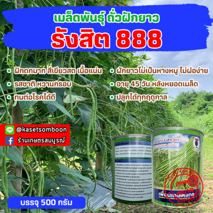 ถั่วฝักยาวรังสิต-888-เมล็ดพันธุ์ถั่วเนื้อ-500-ก-ตราดอกแดง