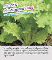 เมล็ดพันธุ์ ผักกาดขาว ไดโตเกียวเบกาน่า 6803 - Chinese Cabbage (Hybrid) ตราดอกแตง เมล็ดพันธุ์คุณภาพ "เพื่อนเกษตรกร"