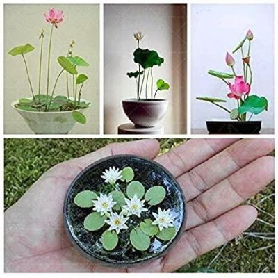 8 เมล็ด คละสี เมล็ดบัว บัวญี่ปุ่น บัวญี่ปุ่นแคระ เมล็ดเล็ก ดอกดกทั้งปี ของแท้ 100% Lotus Waterlily Seed มีคู่มีวิธีปลูก รหัส 002